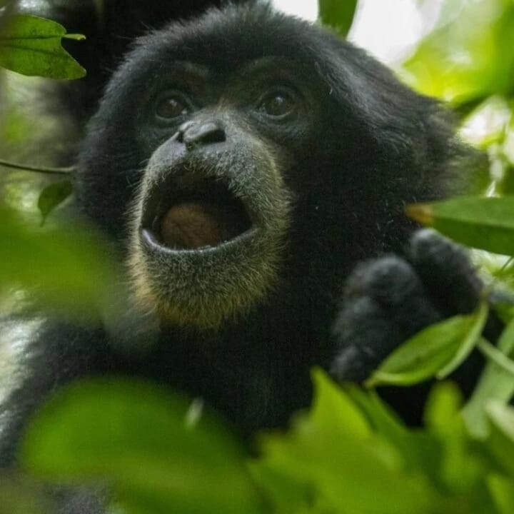 Landak River Guest House Only Trekking With Us Bukit Lawang Exteriör bild