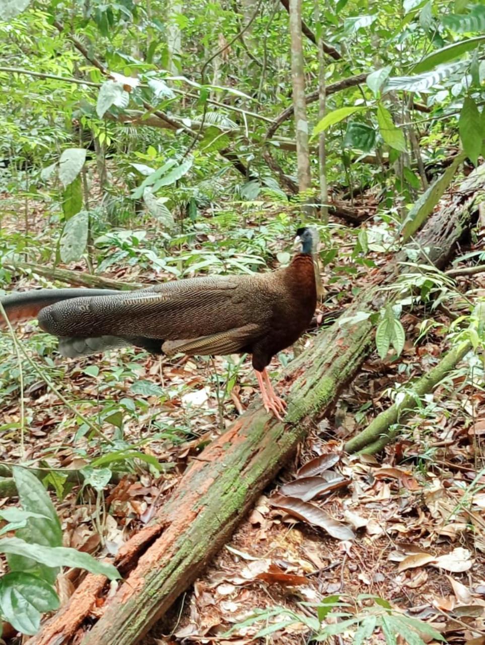 Landak River Guest House Only Trekking With Us Bukit Lawang Exteriör bild