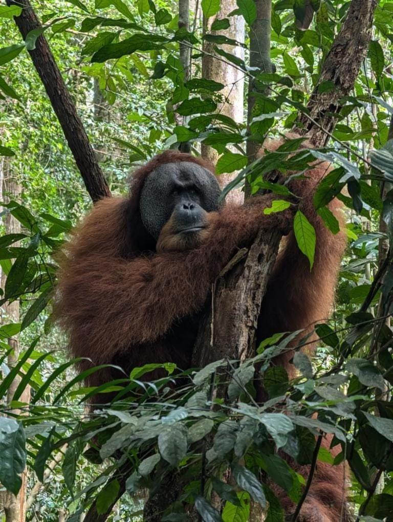 Landak River Guest House Only Trekking With Us Bukit Lawang Exteriör bild