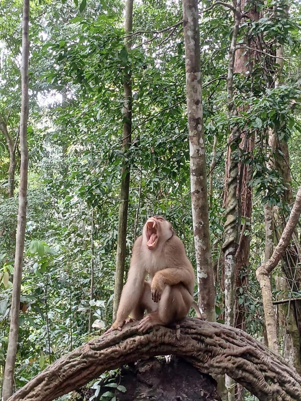 Landak River Guest House Only Trekking With Us Bukit Lawang Exteriör bild