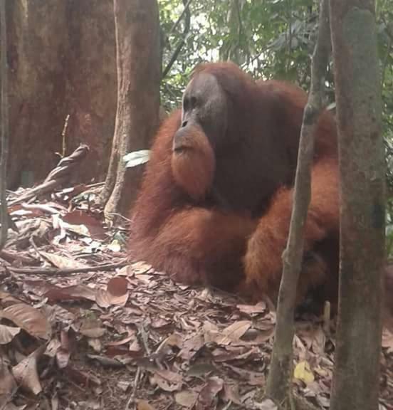 Landak River Guest House Only Trekking With Us Bukit Lawang Exteriör bild