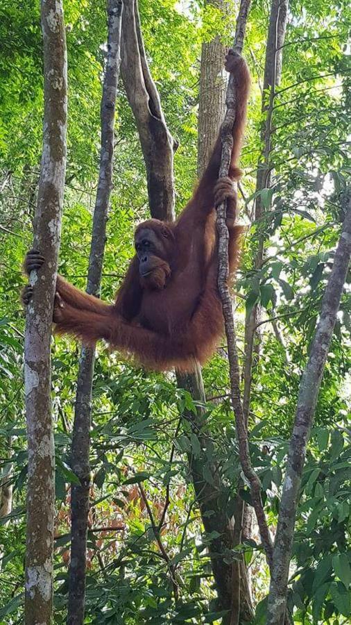 Landak River Guest House Only Trekking With Us Bukit Lawang Exteriör bild