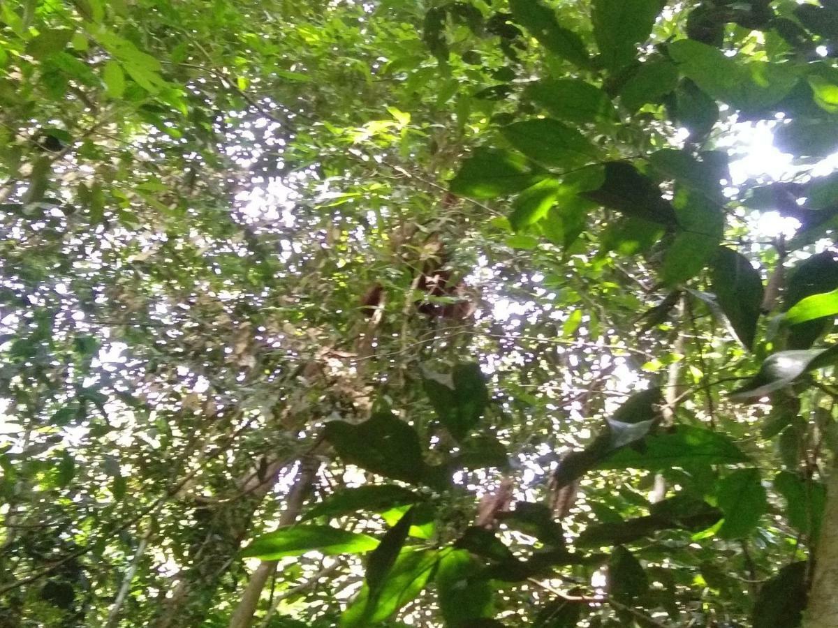 Landak River Guest House Only Trekking With Us Bukit Lawang Exteriör bild