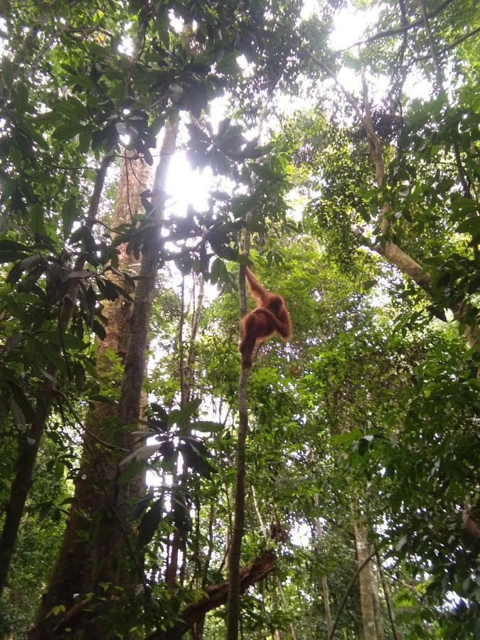 Landak River Guest House Only Trekking With Us Bukit Lawang Exteriör bild
