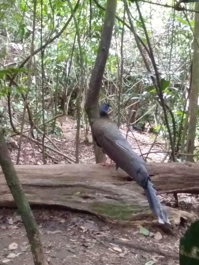 Landak River Guest House Only Trekking With Us Bukit Lawang Exteriör bild