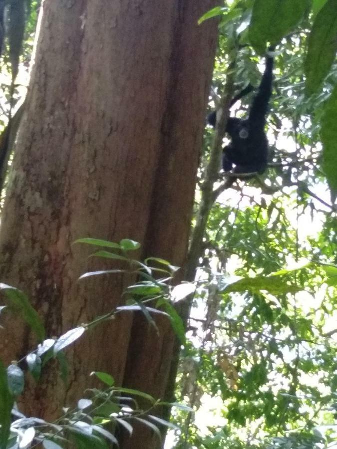 Landak River Guest House Only Trekking With Us Bukit Lawang Exteriör bild