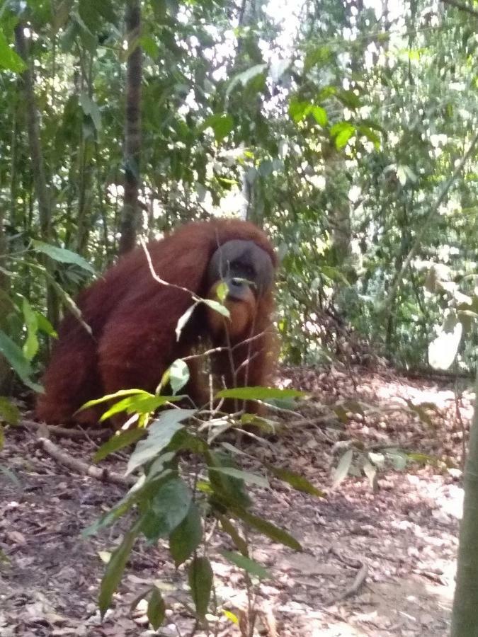 Landak River Guest House Only Trekking With Us Bukit Lawang Exteriör bild